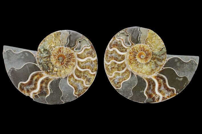 Bargain, Cut & Polished Ammonite Fossil - Madagascar #148039
